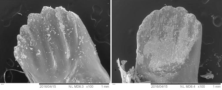 A microscopic view of two different sets of mandibles. One shows pointy 'teeth,' while the other looks worn down.