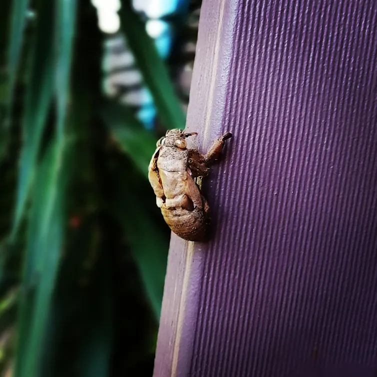 A dry cicada shell clinging precariously to a post. The shell is fragile with a large split from the head down the back to the abdomen.