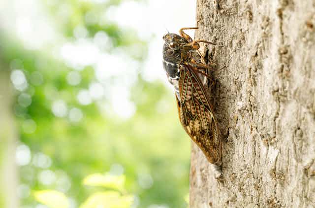 A brown cicada on a tree trunk