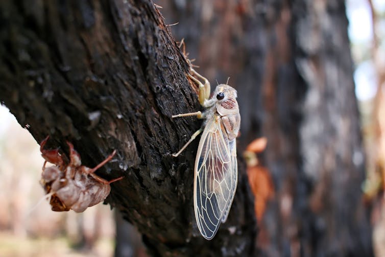 The cicada's deafening shriek is the sound of summer, and humans have been drawn to it for thousands of years