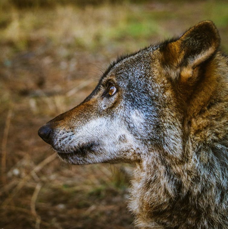 Los conflictos entre humanos lastran la protección del lobo 17 file 20210111 15 3xduc5.jpg?ixlib=rb 1.1