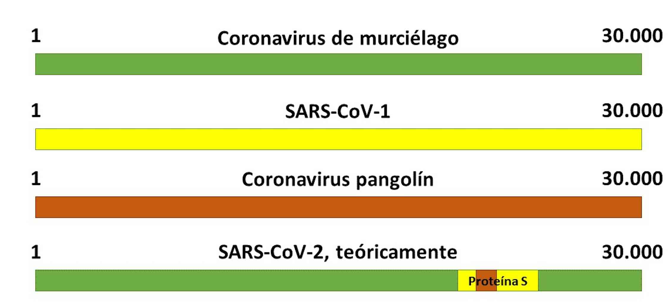 Guía definitiva para desmontar las dudas (y bulos) que rodean al coronavirus 4 Teoría del origen del SARS-CoV-2 como virus quimérico. Elaboración propia.