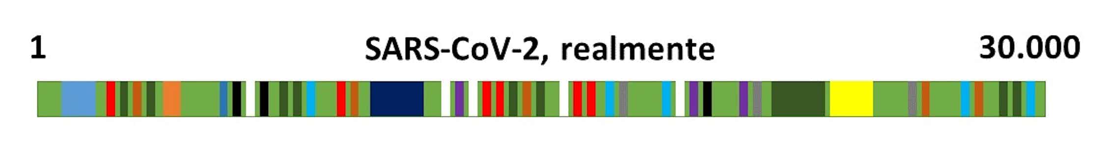 Guía definitiva para desmontar las dudas (y bulos) que rodean al coronavirus 5 Representación del genoma de SARS-CoV-2. Elaboración propia.