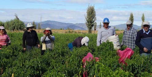 Hortalizas ancestrales para el futuro de una dieta saludable 13 file 20210111 17 1qaxa7i.jpg?ixlib=rb 1.1