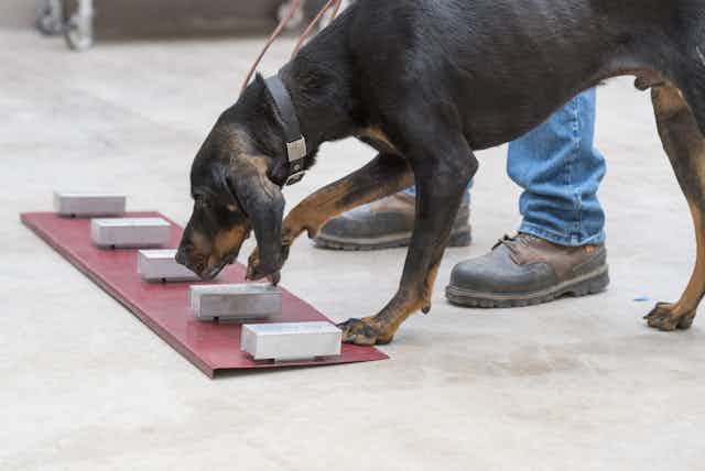 Dog learning to distinguish scents from different boxes