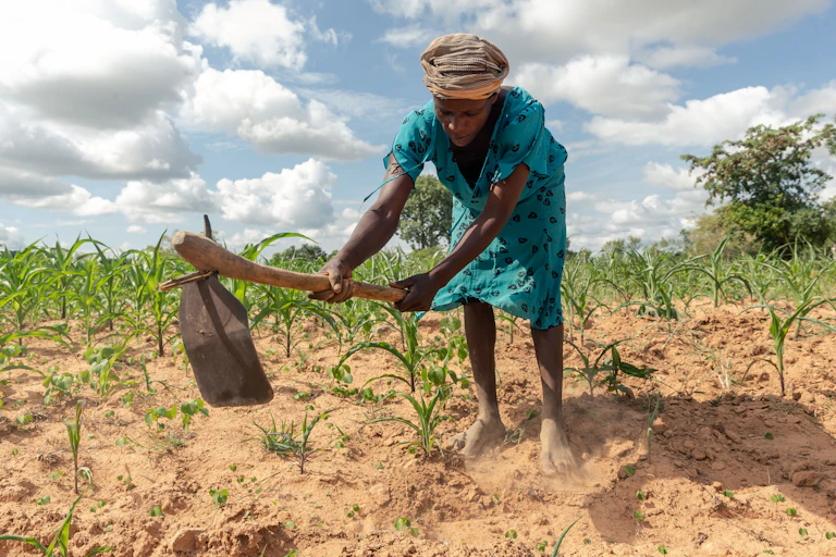 Woman in a colorful dress and a turban hits dry ground with a simple hoe.