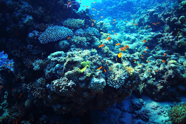 A coral reef underwater, with clown fish swimming by.