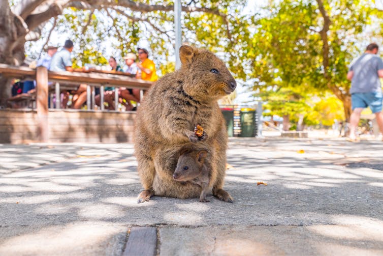 Enjoy them while you can? The ecotourism challenge facing Australia's favourite islands