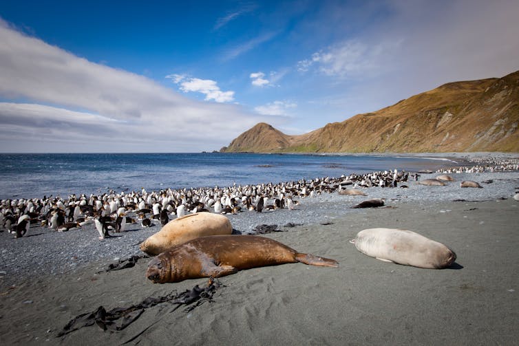 Royal Penguins and Southern Elephant Seals at Sandy Bay, Macquarie Island.