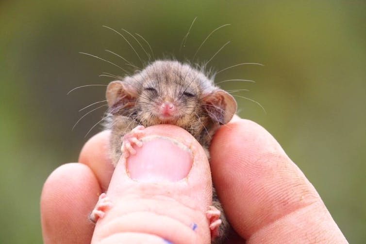 Kangaroo Island pygmy possum.