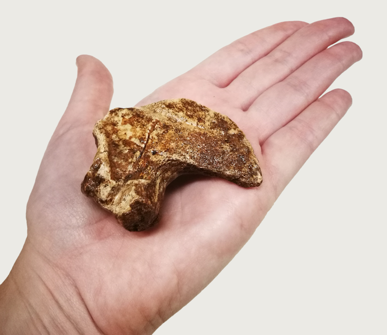 Large fossil claw on a human palm.