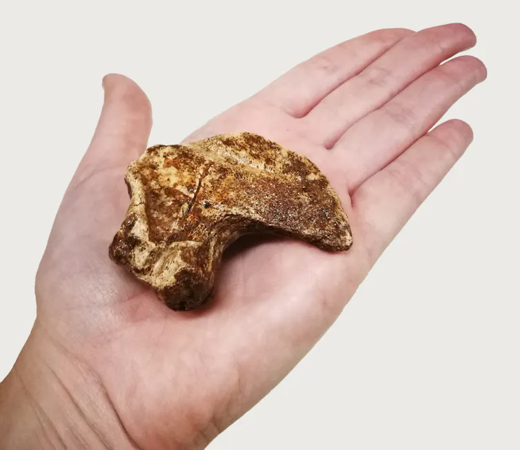 Large fossil claw on a human palm.