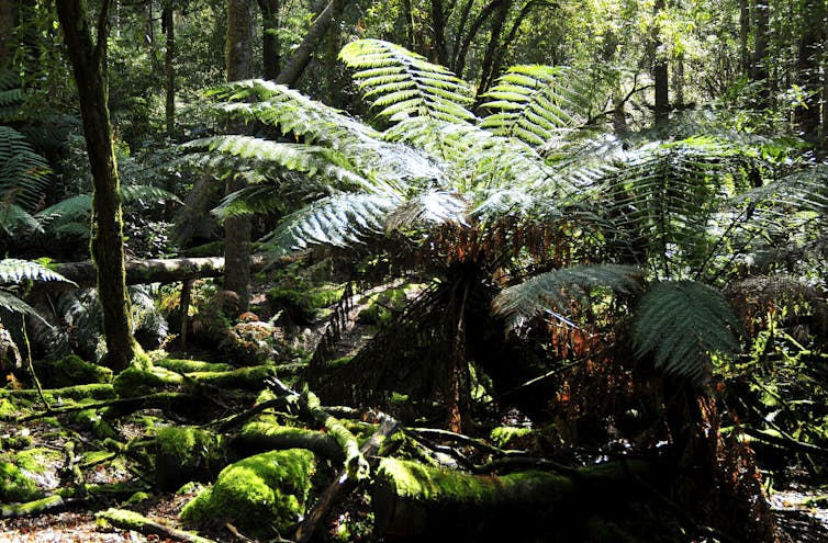 Lush Tasmanian forest with a Dicksonia tree fern and mossy logs