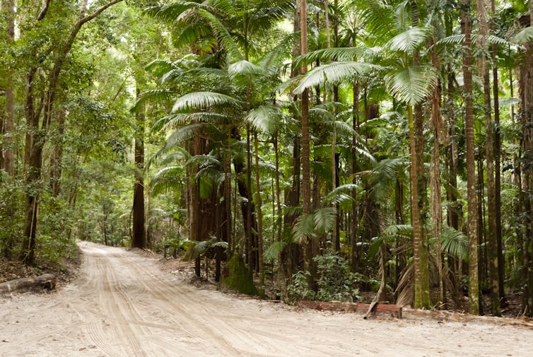 Rainforest on K'gari.