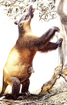 Painting of Palorchestes rearing up against a tree