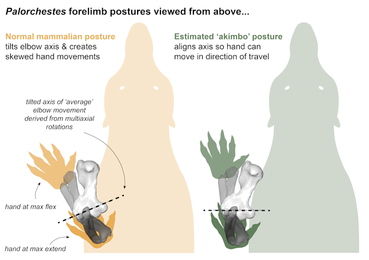 Two possible forelimb postures for Palorchestes