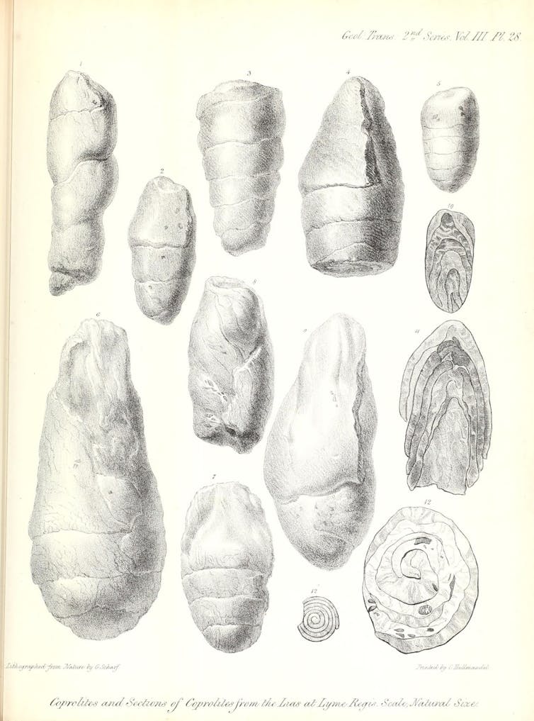 Black and white illustration depicting thirteen coprolites, most ovoid in shape.
