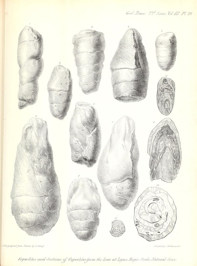 Ammonite: the remarkable real science of Mary Anning and her fossils