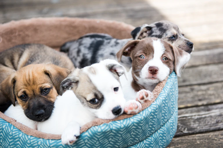 A litter of puppies in a basket.