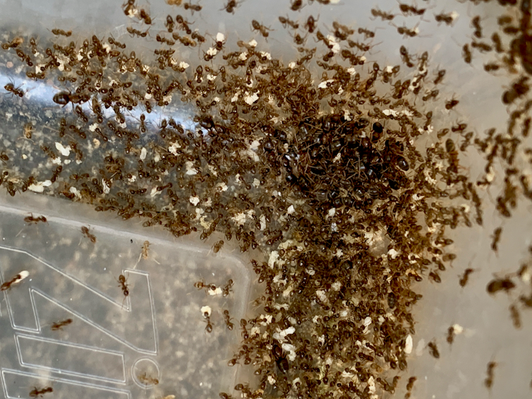 A plastic container full of ants
