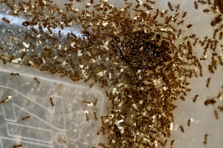 A swarm of ant cover a large plastic container
