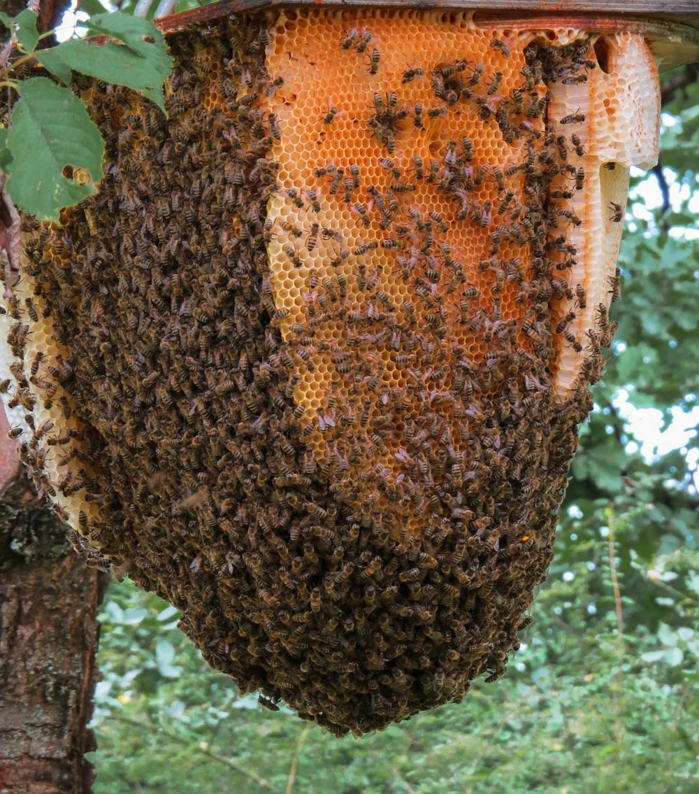 Différences entre la ruche et le nid d'abeille - MAES HONEY