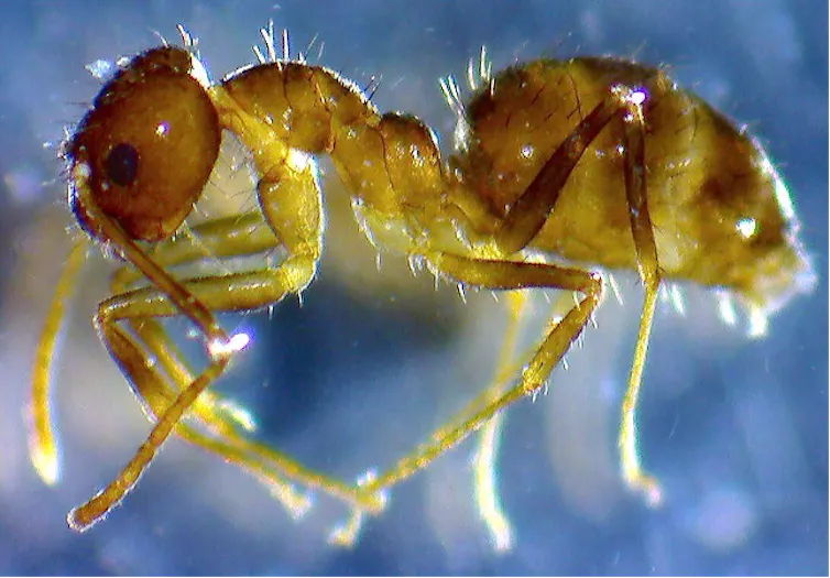 Close up photo of a golden-colored ant against a blue background.