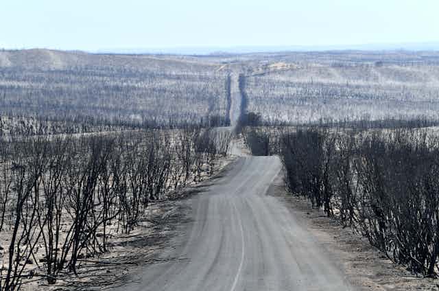 Post-bushfire landscape at Kangaroo Island, Australia.