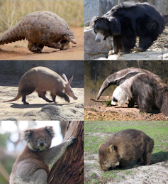 Photographs of pangolin, sloth bear, anteater, wombat, koala, aardvark.