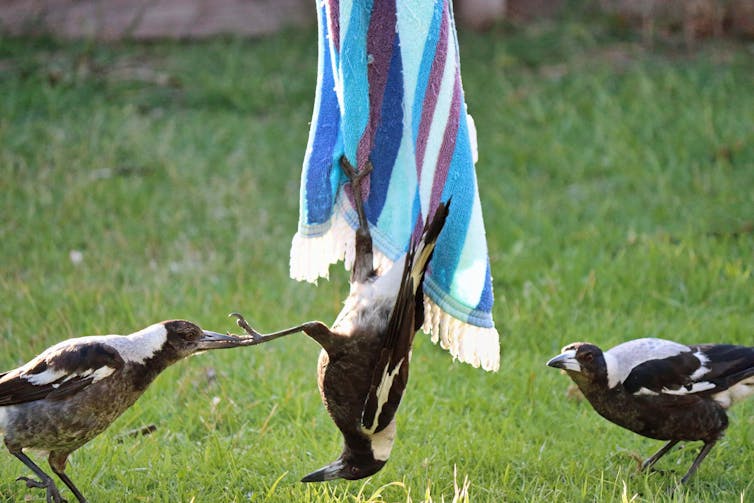 Magpie engaged in play