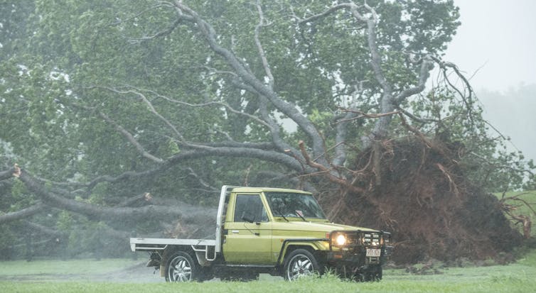 A tree lies uprooted in Darwin after a cyclone.