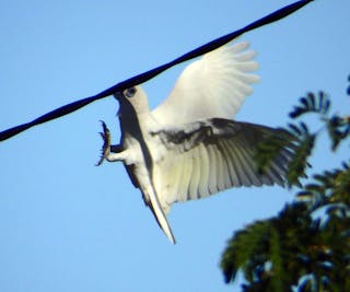 Una corella pequeña sujetándose a un cable por el pico e intentando columpiarse.
