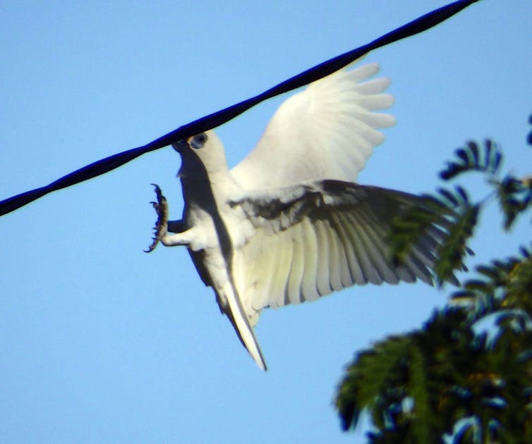 A little corella holding onto a wire by the beak and trying to swing.