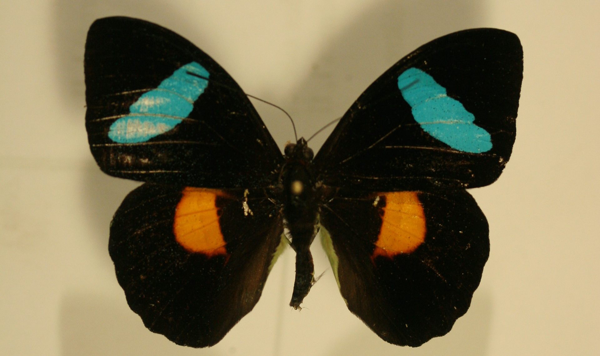 D Ou Viennent Les Merveilleuses Couleurs Des Papillons Ca M Interesse