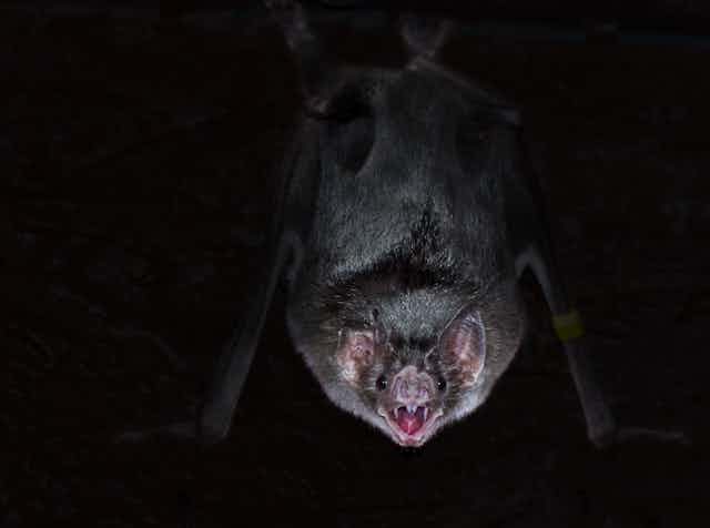 Vampire bat hanging upside down in the dark.