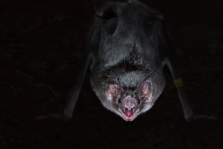 Vampire bat hanging upside down in the dark.