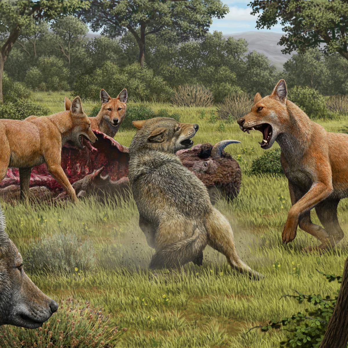 dire wolves went extinct 13 000 years