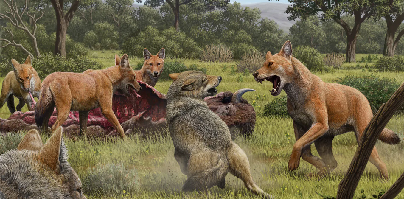 Wolves Extinction Dire wolves went extinct 13,000 years ago but thanks to new genetic ...