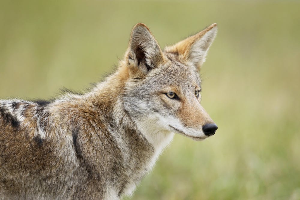 Dire wolves went extinct 13,000 years ago but thanks to new genetic
