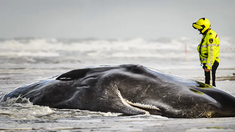 Policeman next to beached whale.