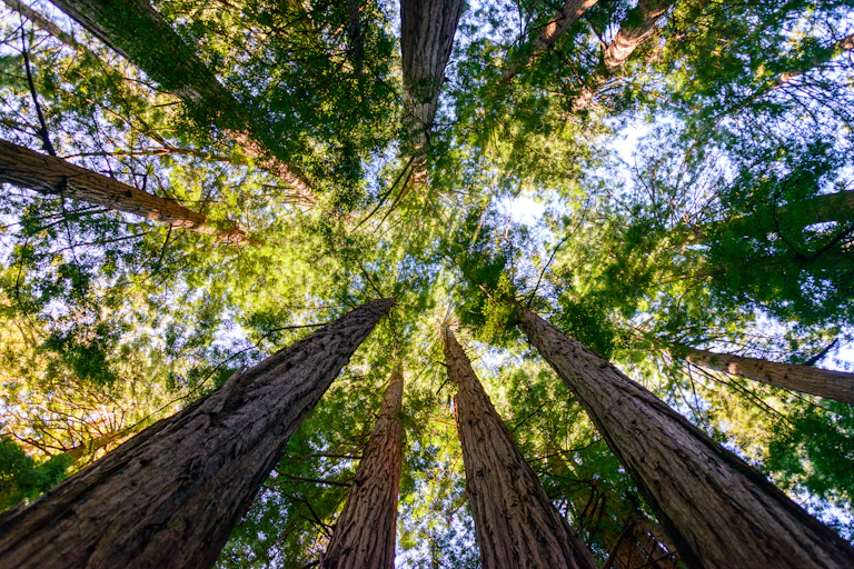 Forest of trees.