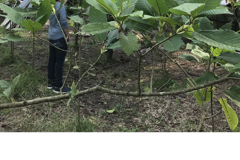A man stands in field where kratom is grown.