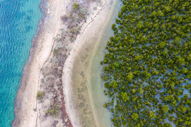 Aerial view of mangrove forests in Madagascar