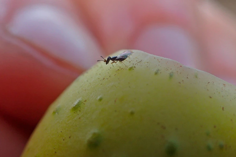 Pollinator wasp on fig