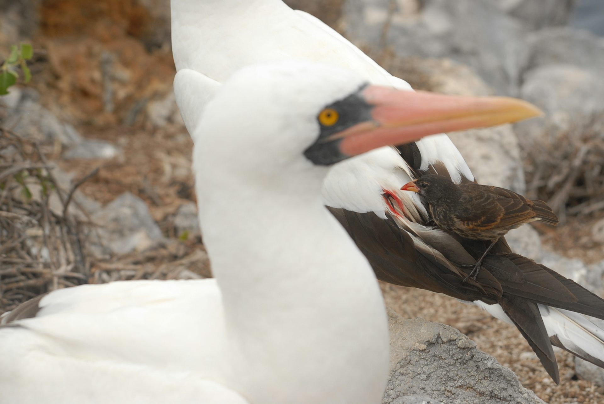 Vampire finches: how little birds in the Galápagos evolved to