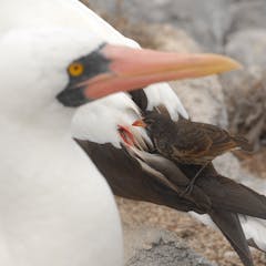 natural selection research paper ideas