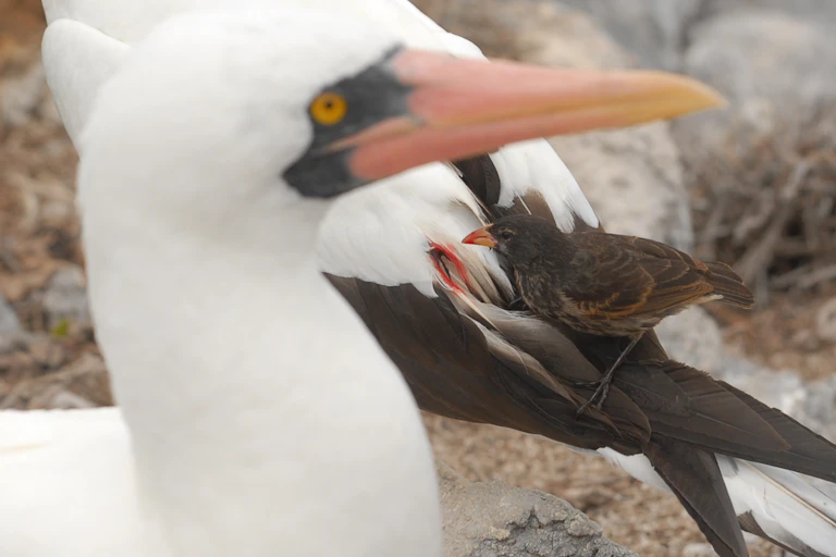 A small bird sits on a larger bird and eats its blood