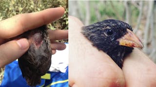 een vogel met blootgestelde slokdarm; een kleine vogel met bloederige snavel