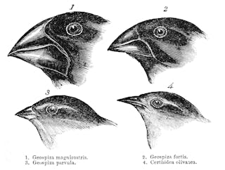 Drawings of finches.