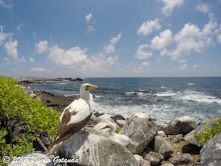 Un grande uccello guarda verso il mare.